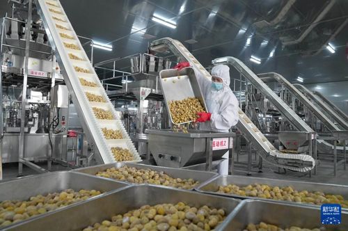 河北遵化 發展農產品深加工助力鄉村振興鳳凰網河北 鳳凰網